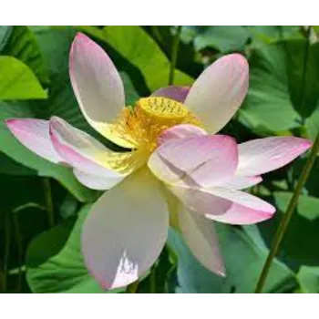 Gorgeous Lotus Flower
